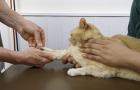 Симптомы мочекаменной болезни у котов и кошек, лечение в домашних условиях, профилактика уролитиаза Лечение мочекаменной болезни кошек домашних условиях