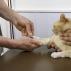 Симптомы мочекаменной болезни у котов и кошек, лечение в домашних условиях, профилактика уролитиаза Лечение мочекаменной болезни кошек домашних условиях