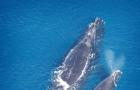 Сколько лет на земле существует синий кит